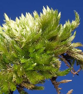 יער אודם, 2-2017. צילום: © דרור מלמד