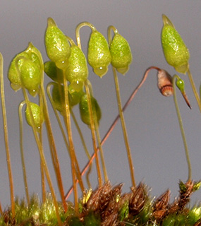 רחובות, 2-2017. צילום: © דרור מלמד