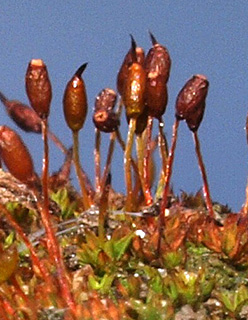 עתלית , 3-2017. צילום: © דרור מלמד