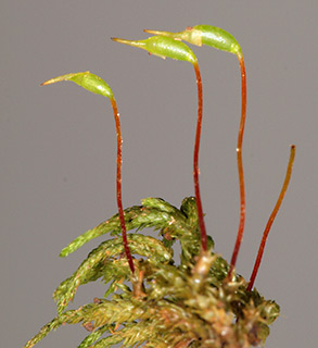 עתלית, 3-2007. צילום: © דרור מלמד