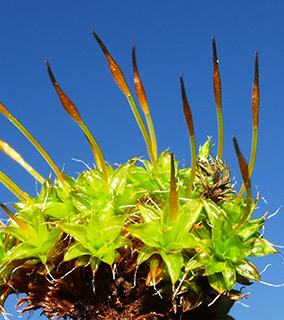 יער אודם, 2-2017. צילום: © דרור מלמד