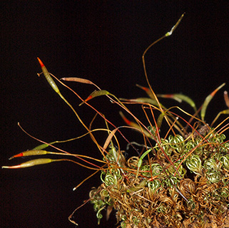 עתלית, 3-2017. צילום: © דרור מלמד