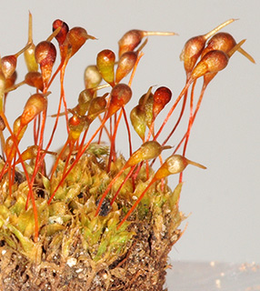 קירות הכורכר, בכביש החוף, סמוך למושב דור, 3-2017. צילום: © דרור מלמד