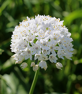 בקעת הירדן , 3-2017. צילום: © איתן שפירא 