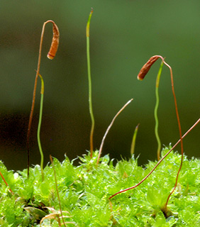 נחל השופט, 2-2017. צילום: © דרור מלמד