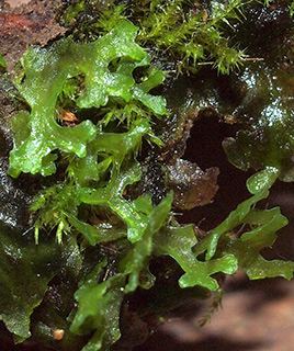 נחל שניר, 3-2017. צילום: © דרור מלמד