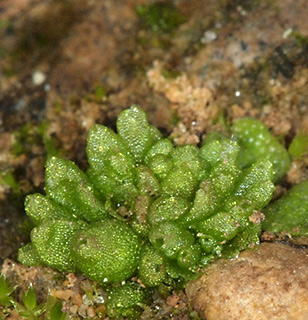 הגושרים, 3-2017. צילום: © דרור מלמד