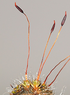 גבעת ברנר, 3-2017. צילום: © דרור מלמד