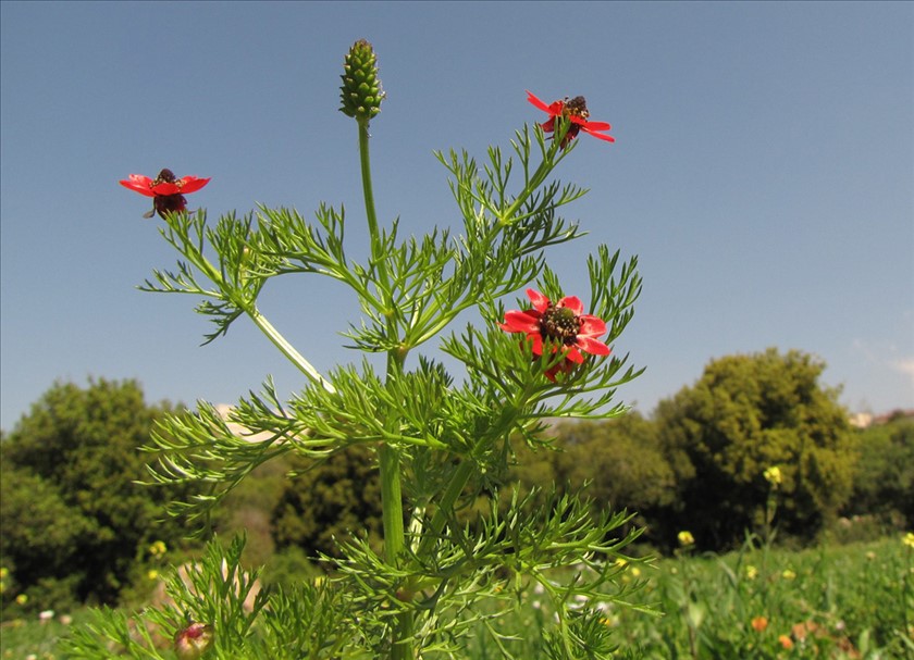 בנוף הגליל המערבי. צילום: סיקו