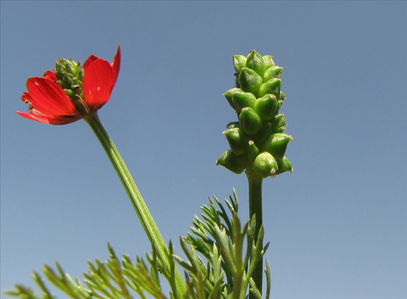 פרח ופרי. צילום: סיקו