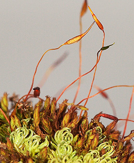 רחובות, 3-2017. צילום: © דרור מלמד