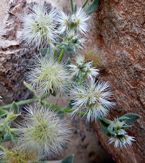 הרי אילת - הר צפחות , 4-2017. צילום: © מורי חן