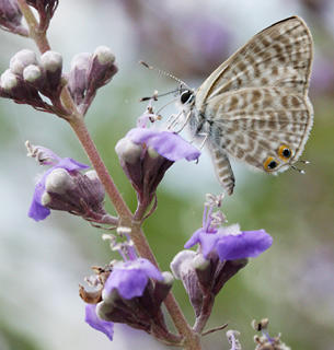 אזור יער בן שמן, 6-2010. צילום: © שרה גולד