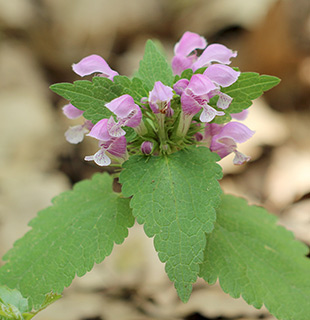 יער אודם, 5-2017. צילום: © איתן שפירא