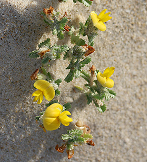חוף הכרמל , 5-2017. צילום: © שרה גולד