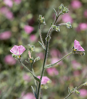 צומת שלוחות, 5-2017. צילום: © איתן שפירא