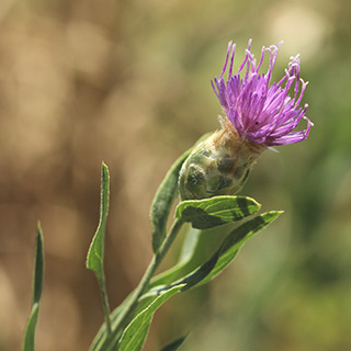 חרמונית בגובה 1100 מטר, 7-2017. צילום: © איתן שפירא