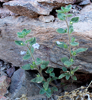 הר צפחות ליד אילת , 6-2018. צילום: © איתן שפירא
