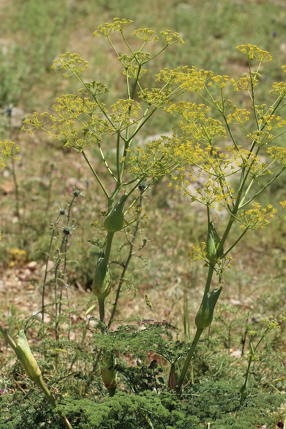 תפרחות, צילום: © איתן שפירא