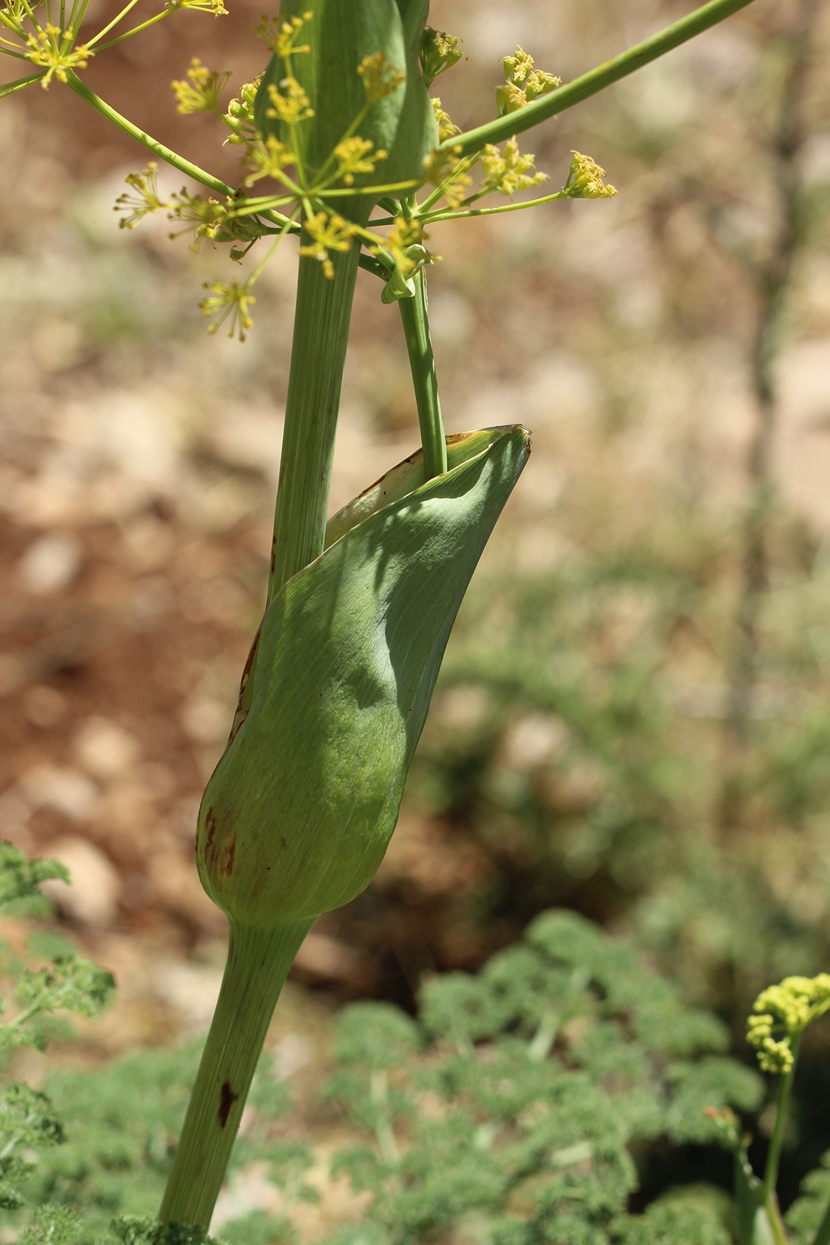 נדן העלים נפוח ועוטף את הגבעול, צילום: © איתן שפירא