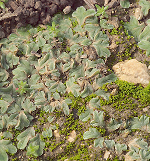 גבעת התיתורה, מודיעין, 1-2018. צילום: © דרור מלמד