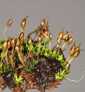 בניאס, 3-2019. צילום: © דרור מלמד