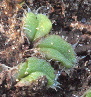 ביתן אהרון , 12-2017. צילום: © דרור מלמד