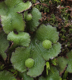 נחל צלמון, 2-2018. צילום: © דרור מלמד