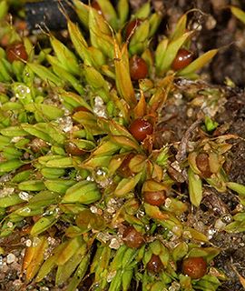 יער אילנות , 2-2018. צילום: © דרור מלמד