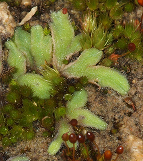 עתלית, 2-2018. צילום: © דרור מלמד