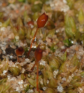 אילנות, 2-2018. צילום: © דרור מלמד