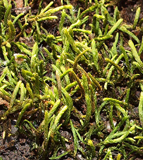 הר מירון, 2-2018. צילום: © דרור מלמד