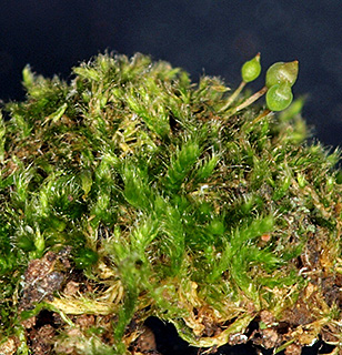 על גזע עץ זית במירון , 2-2018. צילום: © דרור מלמד