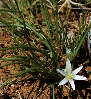 מחנה ערער חרמון, 3-2018. צילום: © איתן שפירא