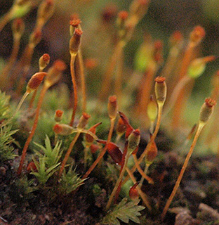 מערת קשת בגליל, 3-2018. צילום: © דרור מלמד