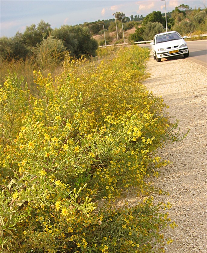 הטיונים משתלטים בצידי דרכים. צילום: שרה גולד