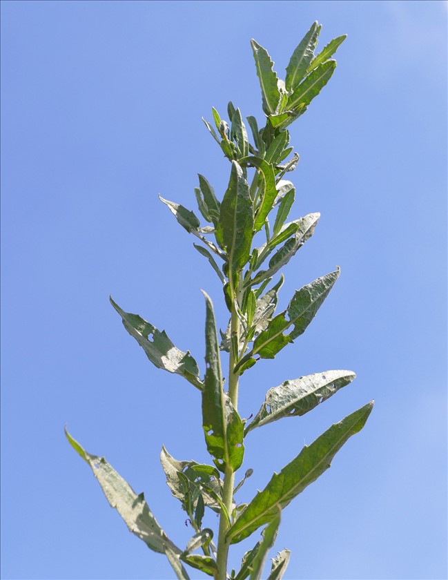 ענף דביק לפני פריחה. צילום: שרה גולד