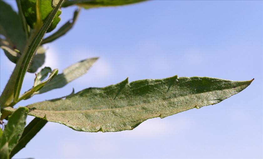 עלה בודד מקרוב. צילום: שרה גולד