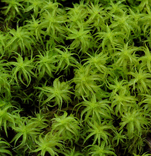 נחל שורק, 3-2018. צילום: © דרור מלמד