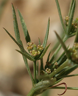 בני נצרים, 3-2018. צילום: © איתן שפירא