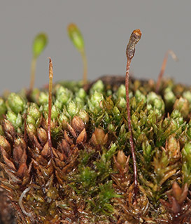 על גדות הבניאס -נחל חרמון, 4-2018. צילום: © דרור מלמד