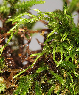 שמורת תל-דן, 4-2018. צילום: © דרור מלמד