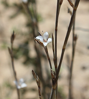 נחל לוץ , 5-2018. צילום: © איתן שפירא