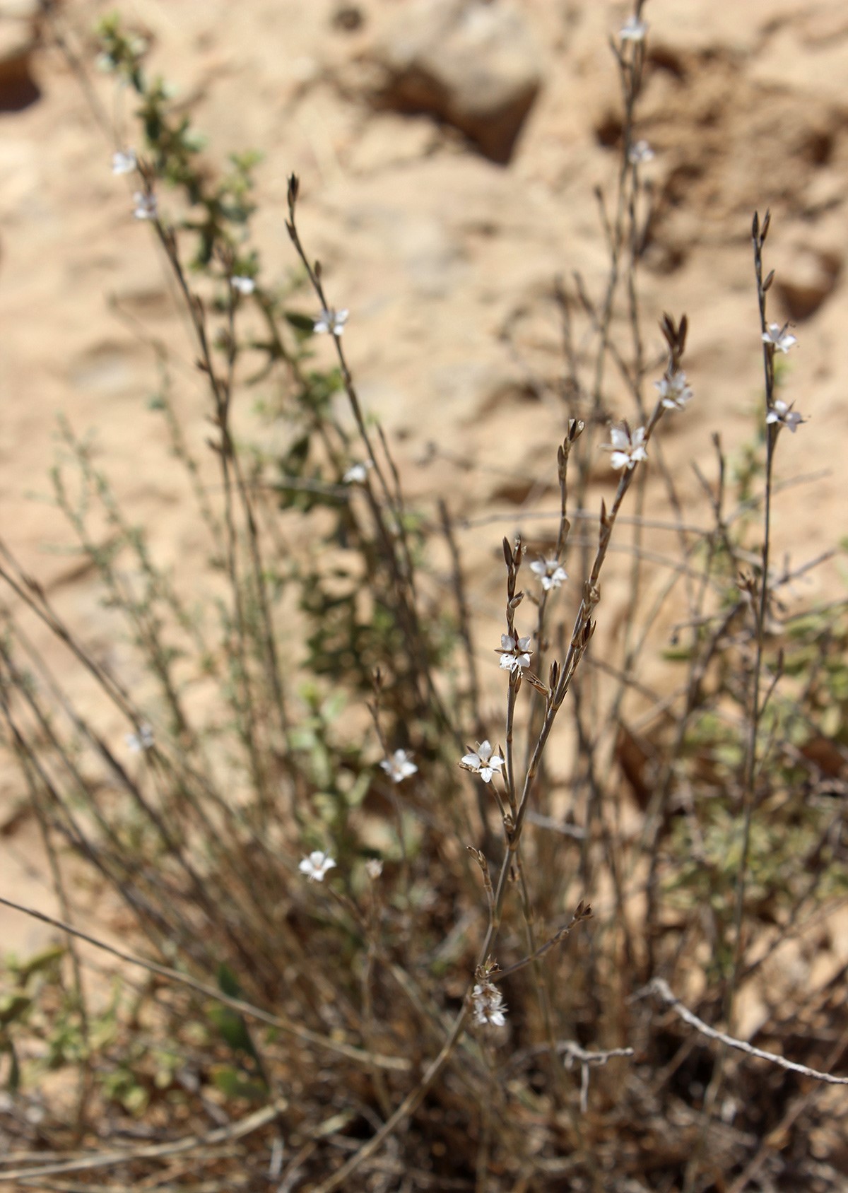 מראה כללי. צילום: איתן שפירא