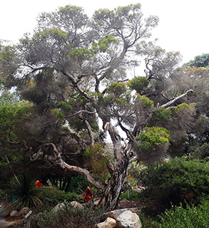  גן בוטני סן-דייגו , 7-2018, צילום: © איילון כלב