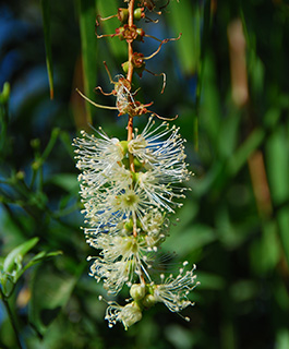 מכון וולקני, צילום: © סימה קגן
