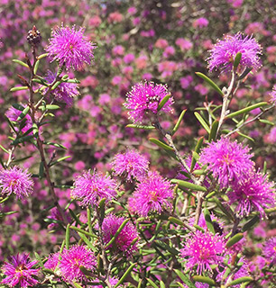 מללויקה אמירית 'קומפקט', צילום: © סימה קגן