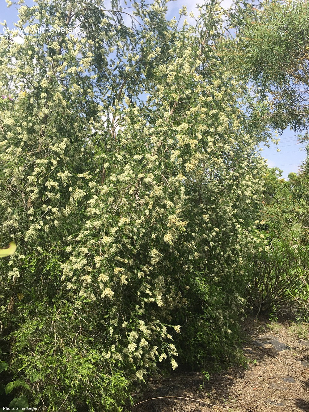 מראה כללי, צילום: © סימה קגן