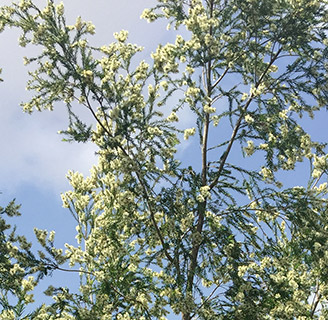 במושב סתריה, צילום: © סימה קגן