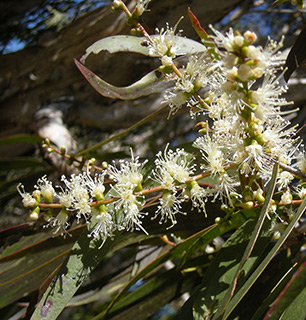 מאונט ארצ'ר נשונאל פארק , קוינסלנד, צילום: © אתל ארדברק
